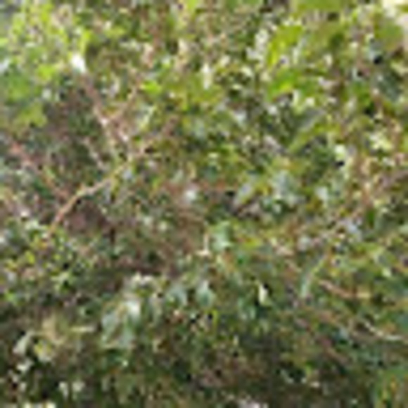 Meet your Posher, Andraya - Picture 1 of 1